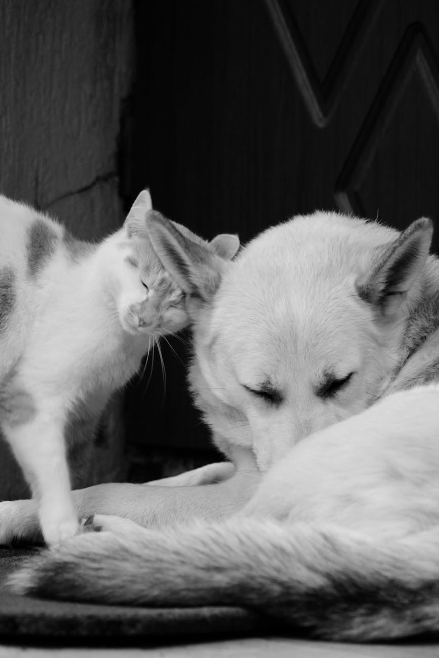 Frequency Healing for Pets: Can Animals Benefit from Sound Healing&nbsp;Too?