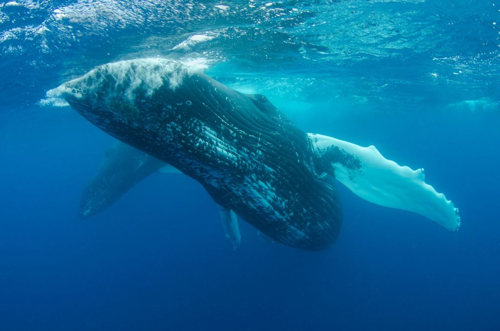 Healing Frequencies and Whale Songs: The Ancient Sound&nbsp;Connection